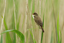 BUITEN BEELD Foto: 33293