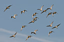 BUITEN BEELD Foto: 33445