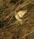 BUITEN BEELD Foto: 33449