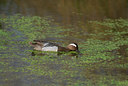 BUITEN BEELD Foto: 33450