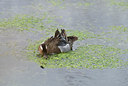 BUITEN BEELD Foto: 33451