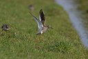 BUITEN BEELD Foto: 33517