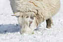 BUITEN BEELD Foto: 33542