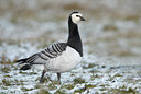 BUITEN BEELD Foto: 33618