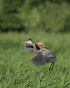 BUITEN BEELD Foto: 33665