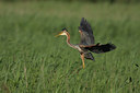 BUITEN BEELD Foto: 33667