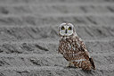 BUITEN BEELD Foto: 33812