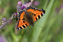 BUITEN BEELD Foto: 33839