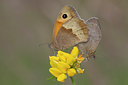 BUITEN BEELD Foto: 33842