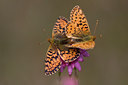 BUITEN BEELD Foto: 33848