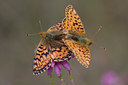 BUITEN BEELD Foto: 33849