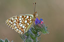 BUITEN BEELD Foto: 33853