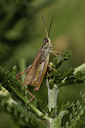 BUITEN BEELD Foto: 33899