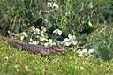 BUITEN BEELD Foto: 33952