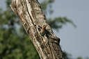BUITEN BEELD Foto: 33977