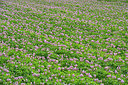 BUITEN BEELD Foto: 339412