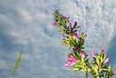 BUITEN BEELD Foto: 339420