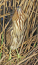 BUITEN BEELD Foto: 339652