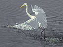 BUITEN BEELD Foto: 339654