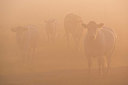 BUITEN BEELD Foto: 339831