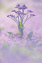 BUITEN BEELD Foto: 339876