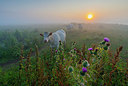 BUITEN BEELD Foto: 339945