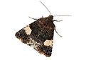 BUITEN BEELD Foto: 340011