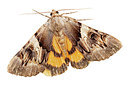 BUITEN BEELD Foto: 340021