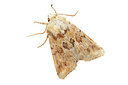 BUITEN BEELD Foto: 340022