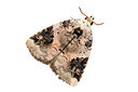 BUITEN BEELD Foto: 340023