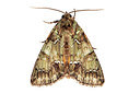 BUITEN BEELD Foto: 340025