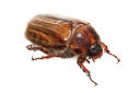 BUITEN BEELD Foto: 340027