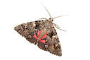 BUITEN BEELD Foto: 340046