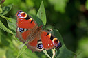 BUITEN BEELD Foto: 340070