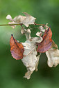BUITEN BEELD Foto: 340071