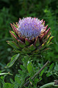 BUITEN BEELD Foto: 340109