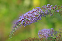BUITEN BEELD Foto: 340114