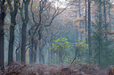 BUITEN BEELD Foto: 340133