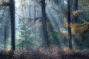 BUITEN BEELD Foto: 340136