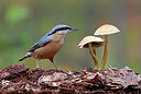 BUITEN BEELD Foto: 340160