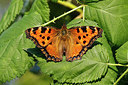BUITEN BEELD Foto: 340268
