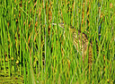 BUITEN BEELD Foto: 340280