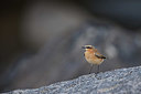 BUITEN BEELD Foto: 340340