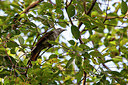 BUITEN BEELD Foto: 340358