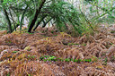 BUITEN BEELD Foto: 340538