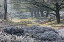 BUITEN BEELD Foto: 340575