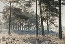 BUITEN BEELD Foto: 340580