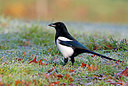 BUITEN BEELD Foto: 340843