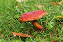 BUITEN BEELD Foto: 340888
