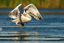BUITEN BEELD Foto: 340921